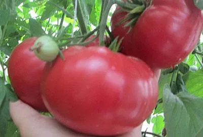 soiuri de tomate roz și de îngrijire a culturilor în timpul verii