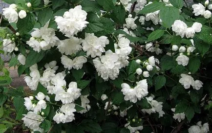 chubushnik Garden (iasomie imaginar) de cultivare, ingrijire, soiuri spectaculoase