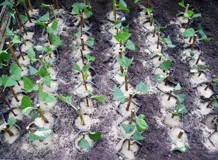 chubushnik Garden (iasomie imaginar) de cultivare, ingrijire, soiuri spectaculoase