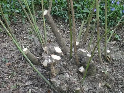 chubushnik Garden (iasomie imaginar) de cultivare, ingrijire, soiuri spectaculoase