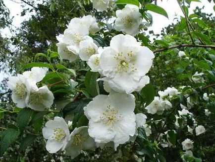 Garden chubushnik (képzeletbeli jázmin) termesztése, ellátás, látványos fajták