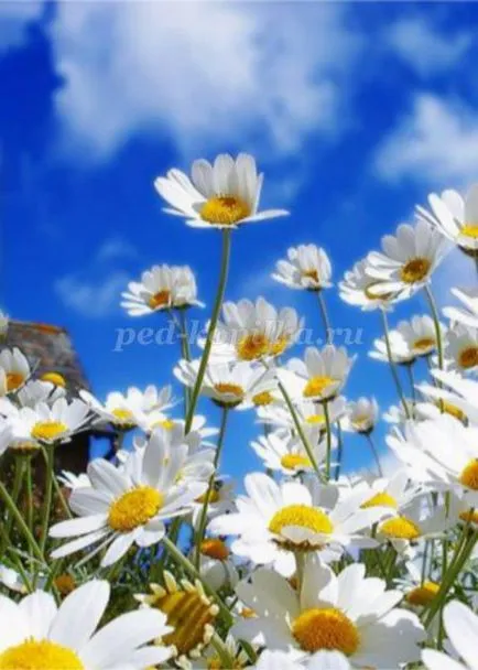 Daisies de lut cu mâinile lor