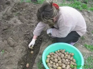 Ültetés burgonya hajtások le, sovetyli