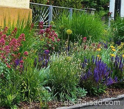 Plantarea o grădină de flori de plante perene și ierburi ornamentale într-un stil natural, ideile mele pentru grădină și grădină