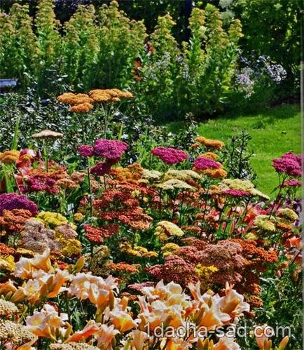 Plantarea o grădină de flori de plante perene și ierburi ornamentale într-un stil natural, ideile mele pentru grădină și grădină