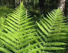 Dryopteris vagy férfi páfrány az orvostudományban - egészséges