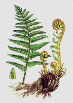 Dryopteris vagy férfi páfrány az orvostudományban - egészséges