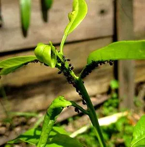 insecte Scala de pe lamaie - cum să scape de dăunători și boli de lamaie interioară, viața mea