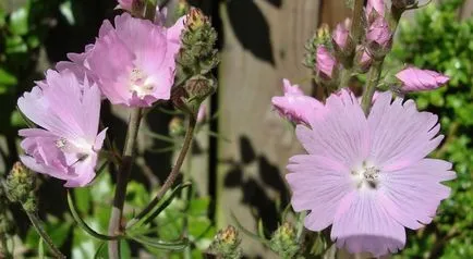 fotografii Sidaltseya, specii, de plantare și îngrijire