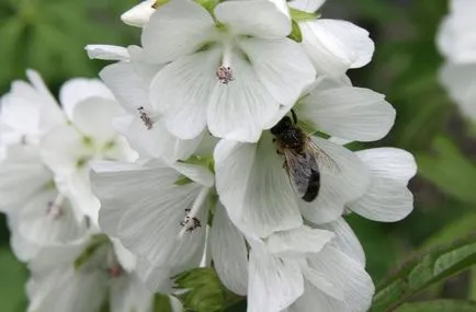 fotografii Sidaltseya, specii, de plantare și îngrijire