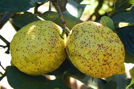 Щитоносни въшки на лимон - как да се отървете от вредители и болести на закрит лимон, моят живот