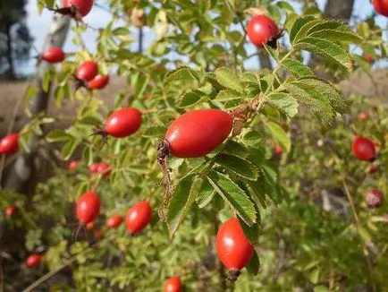 Csipkebogyószörp otthon könnyű és egészséges recept