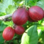 Plum засаждане и грижи в открито поле