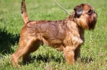 Брюксел белоглавия Dog стандарт, описание порода, характера, размера и продължителността на живота