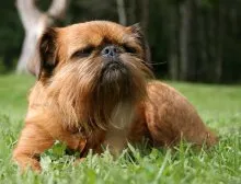 standard de Bruxelles Griffon Câine, descriere rasa, caracterul, mărimea și speranța de viață