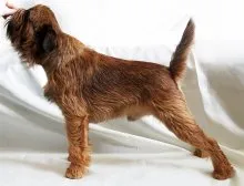 Брюксел белоглавия Dog стандарт, описание порода, характера, размера и продължителността на живота