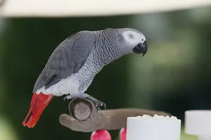 Hány fajta papagájok a világ, különböző típusú címek