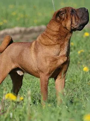 Shar pei kutyafajta fotó és leírás a természet és a fajta jellemzői, shar pei történelem