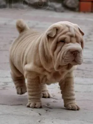 Shar pei kutyafajta fotó és leírás a természet és a fajta jellemzői, shar pei történelem