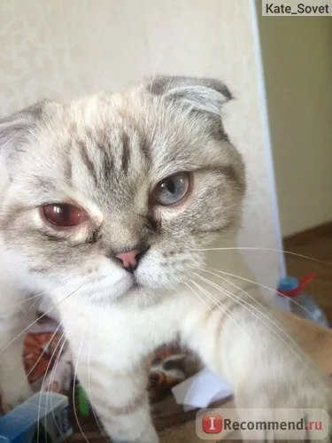 Scottish Fold (Scottish Fold) - „ori Scoțian, în sângele educației istoriei