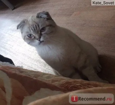 Scottish Fold (Scottish Fold) - „ori Scoțian, în sângele educației istoriei