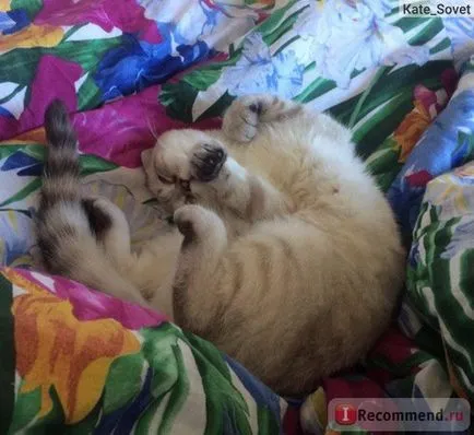 Scottish Fold (Scottish Fold) - „ori Scoțian, în sângele educației istoriei