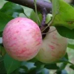 almafajták, a fajták leírására, fényképét, nevét, ősz, tél, nyár, édes
