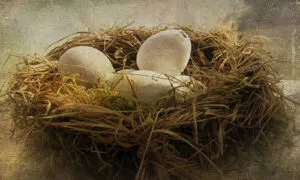 Тълкуване на сънища гнездо с яйца и птици в съня си, за да видите какво мечтае