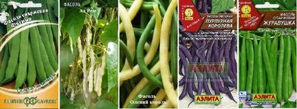 Sparanghel fasole sau legume specii, soiuri, fotografii, descriere