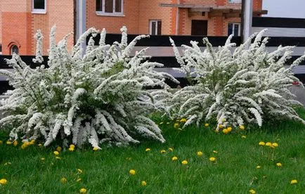 Spirea descriere grefsheym gri a plantelor, de plantare și îngrijire, utilizarea de design de gradina (foto și video)