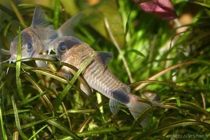 Catfish Corydoras întreținere panda și de îngrijire, de reproducere, boala, compatibilitatea cu alți pești, lumea