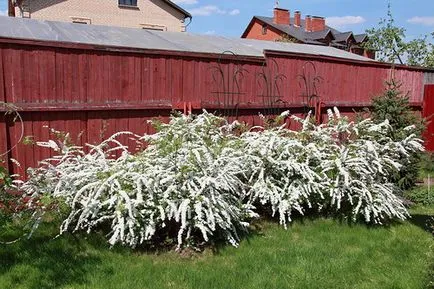 Spirea - засаждане и грижи