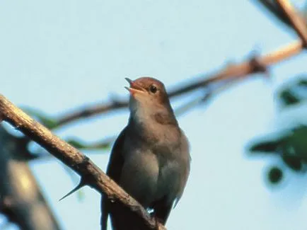 Nightingales elfoglalt Moszkva énekesmadarak lett erősen benőtt repülni a főváros - Budapest