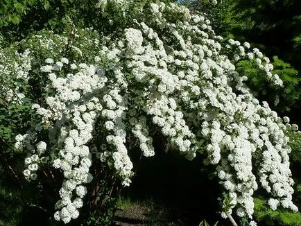 Spirea - ültetés és gondozás