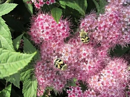 Spirea - ültetés és gondozás