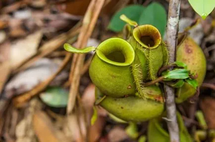 Articole - Ce să vezi în Borneo Kuching!