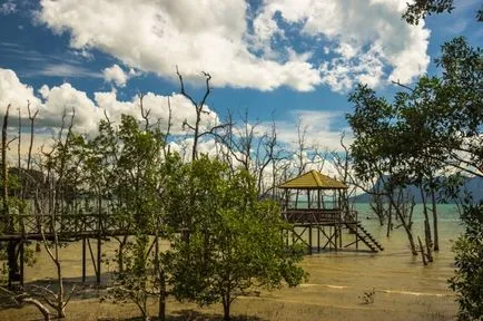 Articole - Ce să vezi în Borneo Kuching!