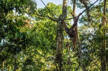 Articole - Ce să vezi în Borneo Kuching!