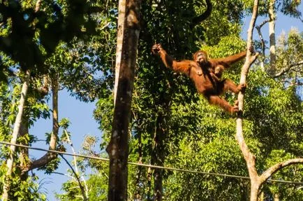 Articole - Ce să vezi în Borneo Kuching!