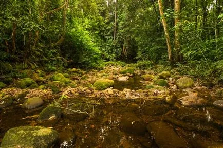 Articole - Ce să vezi în Borneo Kuching!