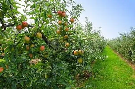 Пълзяща сортове описание ябълка, особено нарастващата