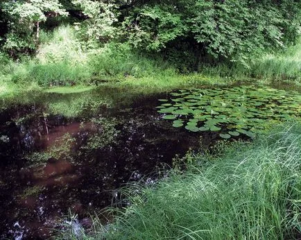 habitat de pește