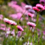 Flori uscate - gelipterum (akroklinum), florile preferate