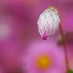 Flori uscate - gelipterum (akroklinum), florile preferate