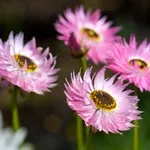 Flori uscate - gelipterum (akroklinum), florile preferate