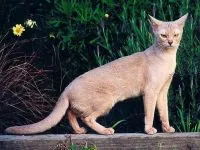 Структурата на котката, структурата на котка, която се състои от една котка, опашка, кожа, ресни, очи, котка интелигентност,