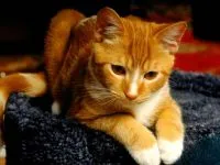 Структурата на котката, структурата на котка, която се състои от една котка, опашка, кожа, ресни, очи, котка интелигентност,