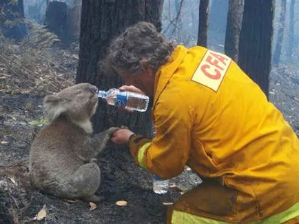 Fotografii pompieri curajos salvare animale de foc