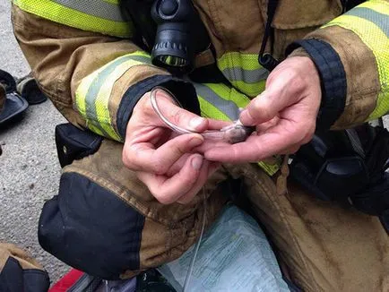 Fotografii pompieri curajos salvare animale de foc