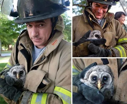 Fotografii pompieri curajos salvare animale de foc